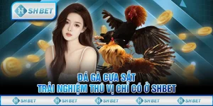 Đá Gà Cựa Sắt - Trải Nghiệm Thú Vị Chỉ Có Ở SHBET